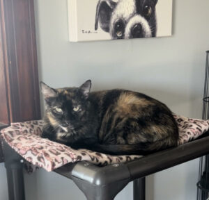 Background and Attributes