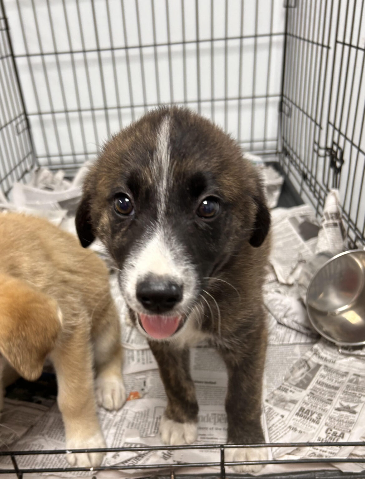 Background and Attributes